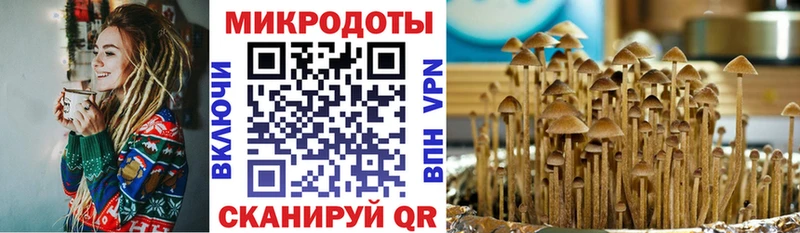 Псилоцибиновые грибы Psilocybine cubensis  Минеральные Воды 